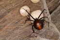 Latrodectus_hasselti_D3652_Z_81_Hamelin pool_Australie